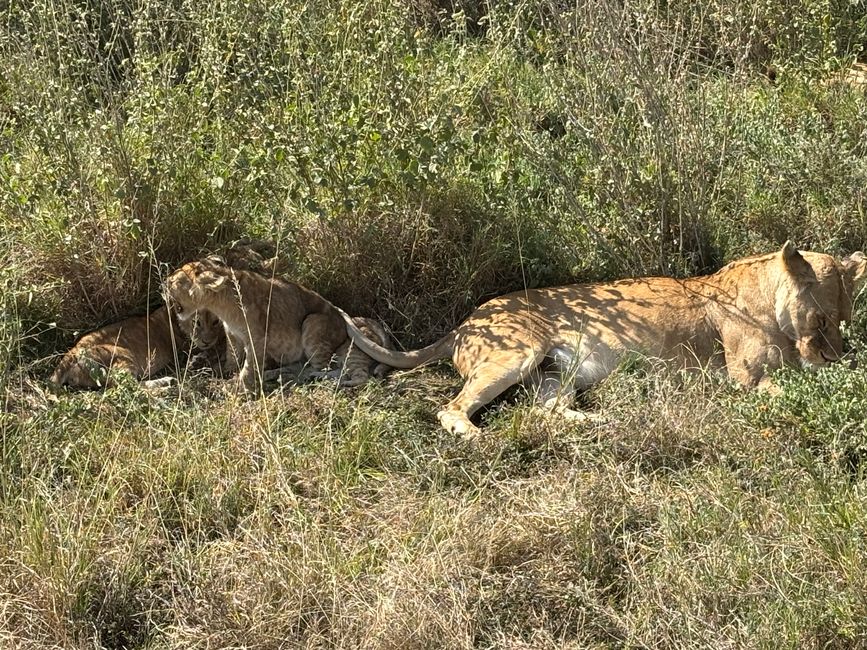 Serengeti Parte 1 - El sueño de los felinos