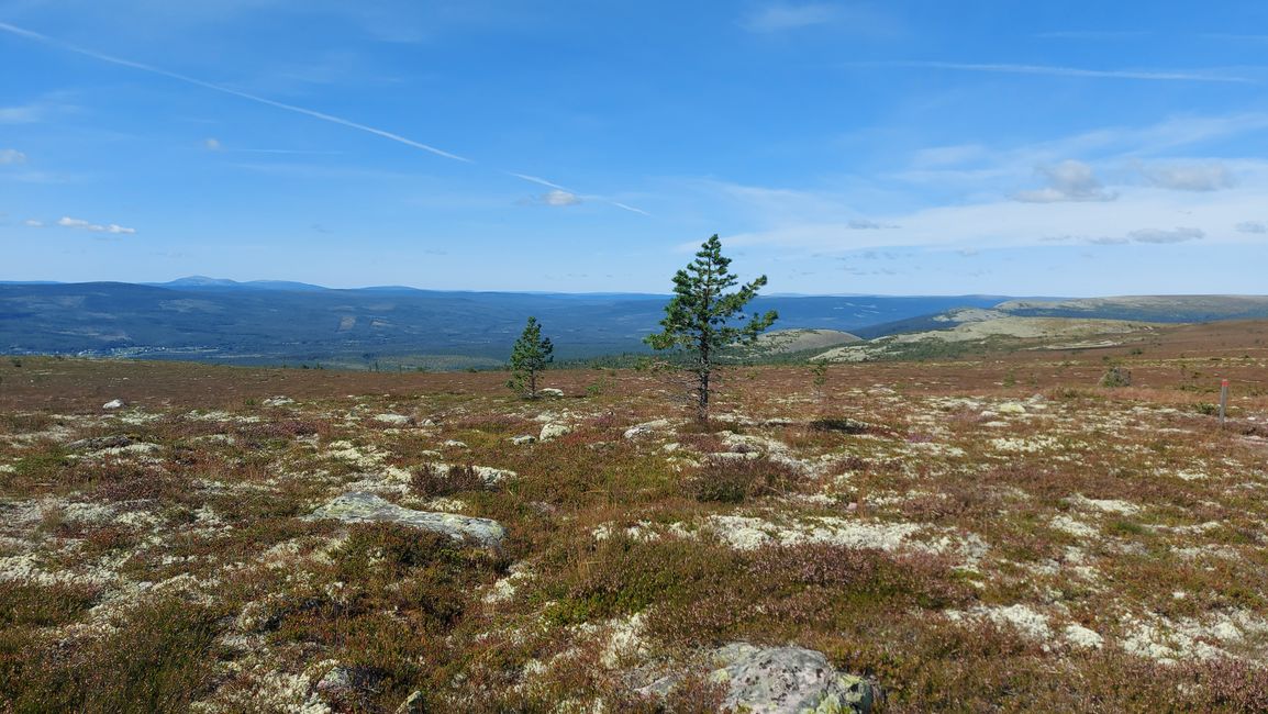 Parc national de Fulufjellet - Safari d'élans