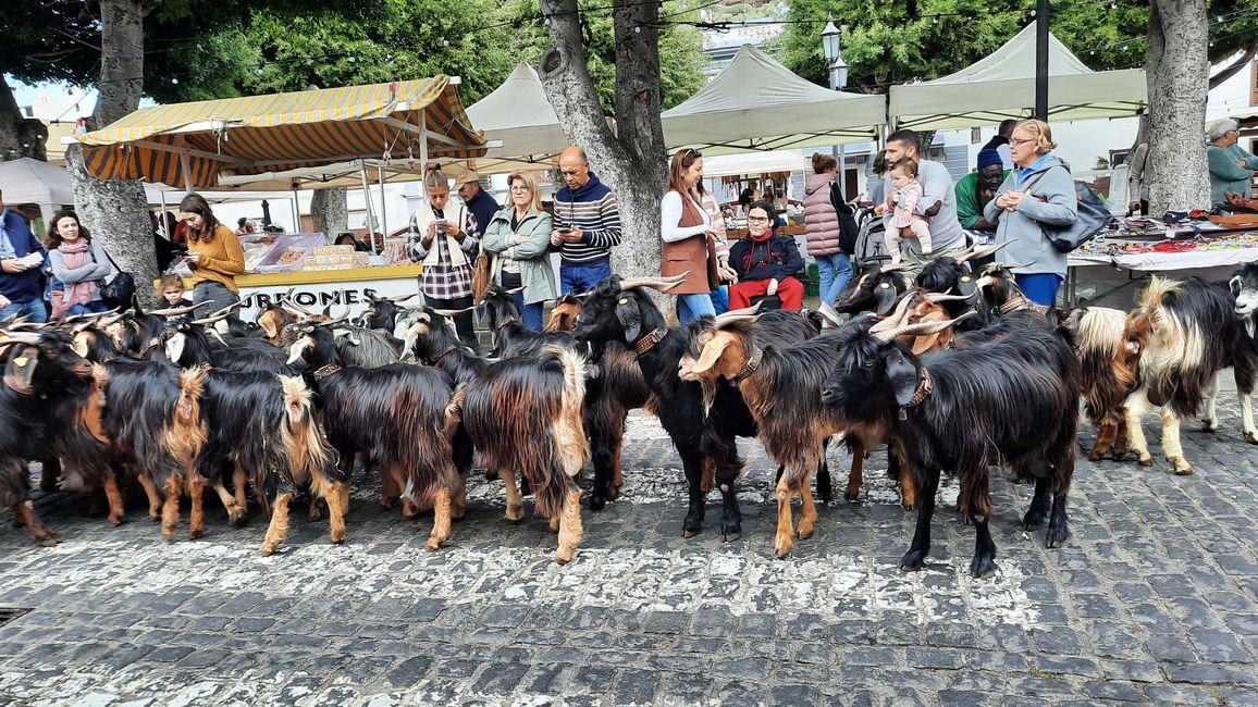 Herd of goats 2