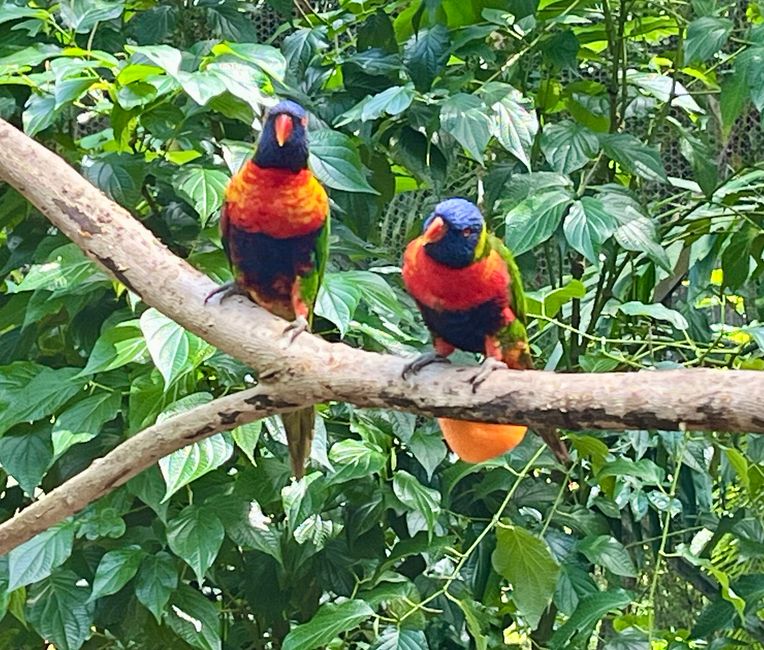 Tag 24 - Zoo von Martinique - Sainte-Marie mit Insel und Tombolo