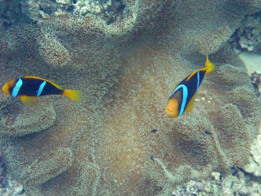 Neiafu, Vavaʻu, Tonga