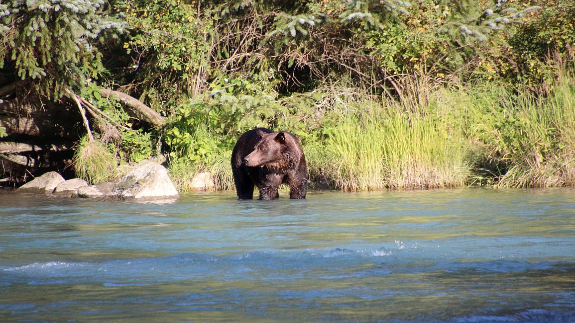 Day 26: Chilkoot River - a big bear show & photoshoot with 'Lulu'