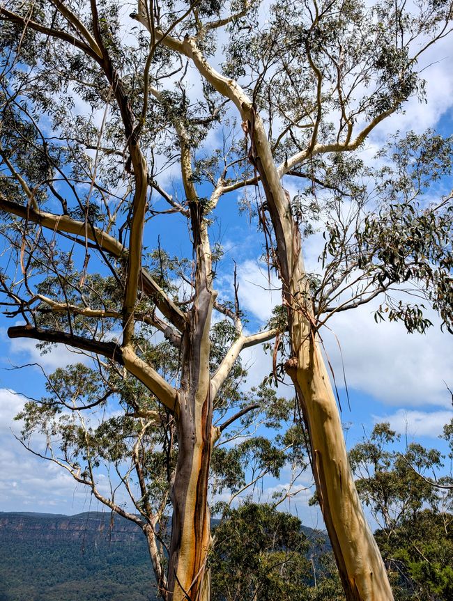 Blue Mountains
