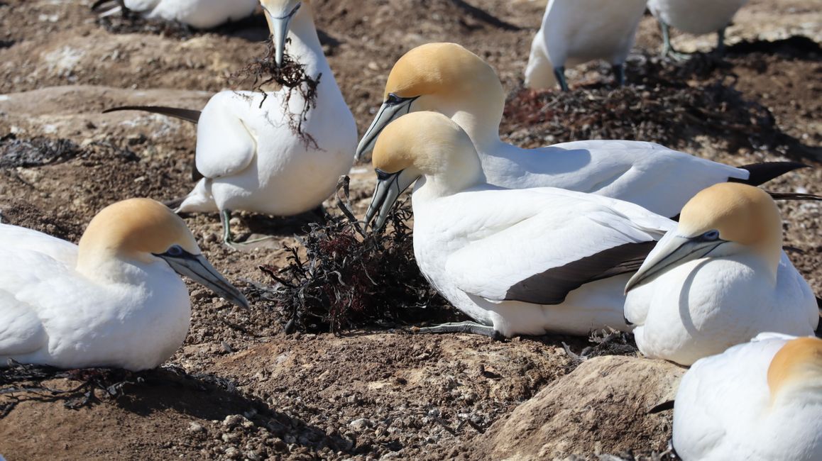 Basstölpelkolonie bei Cape Kidnappers - solche Nester bedürfen viel Pflege und Verteidigung vor Dieben