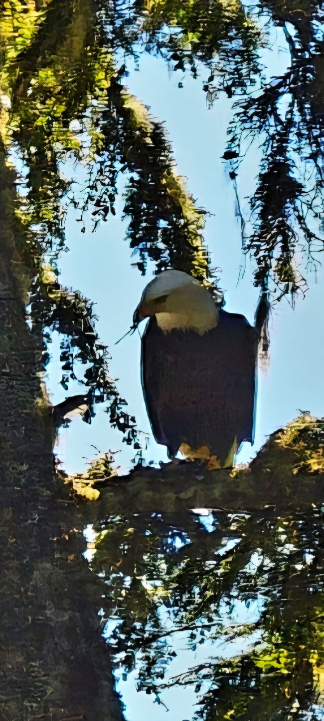 Ich bin keine Gans. Weisskopfseeadler