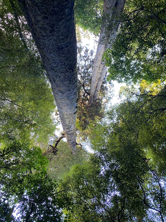 Árbol gigante