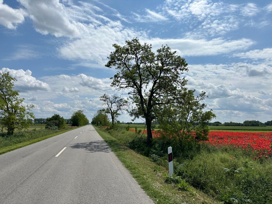 Lonely country road next to poppy fields