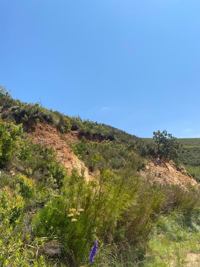 Franschhoek, Lavender Farm