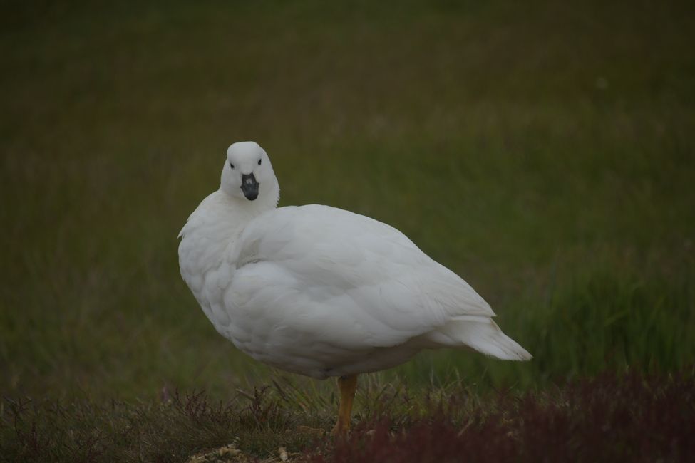 Kelpgans / Kelp goose
