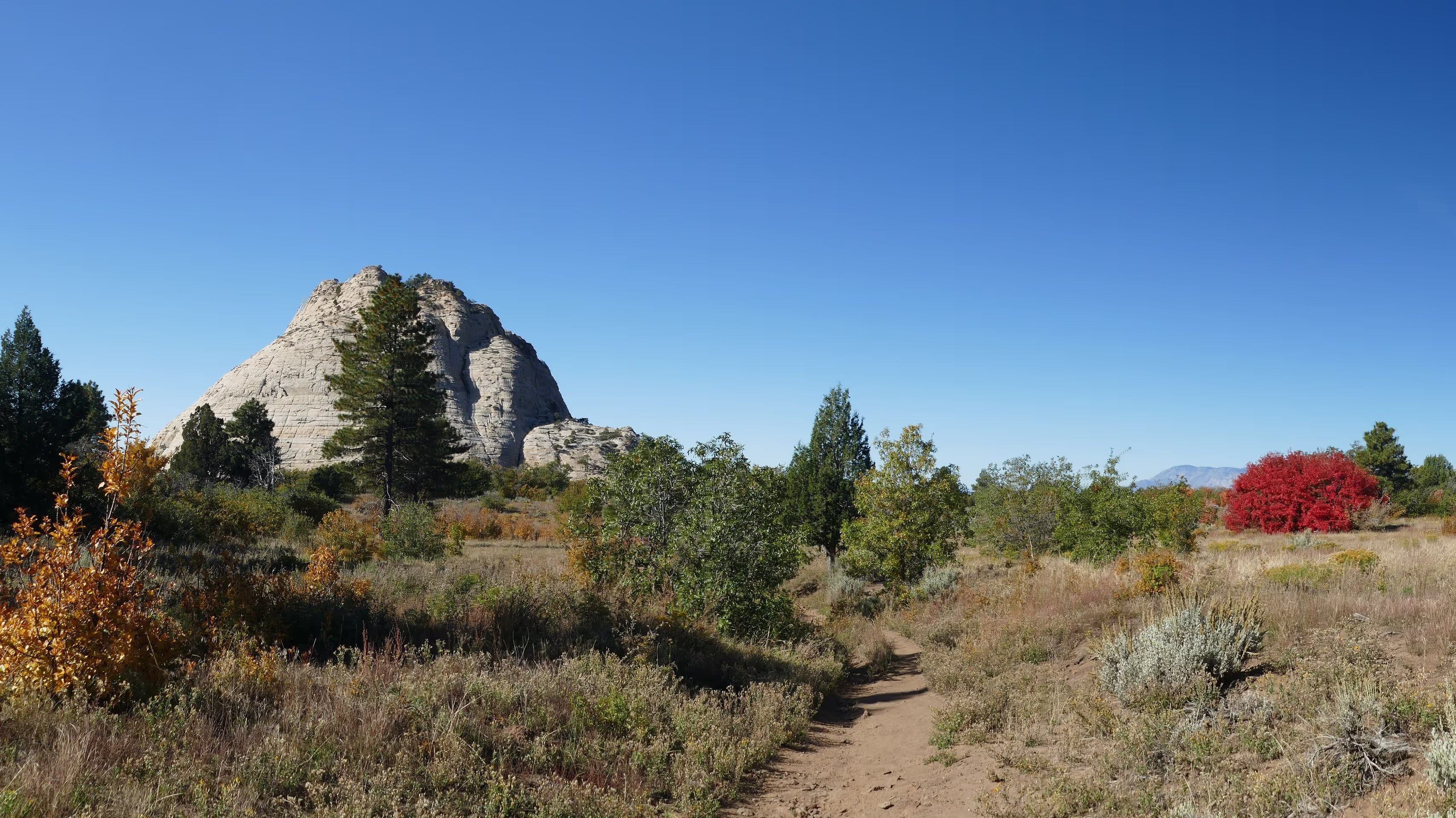 kolob