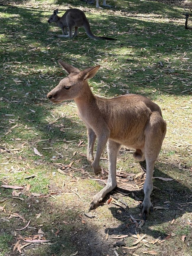Wiedersehen in Adelaide, 11. und 12.01.25