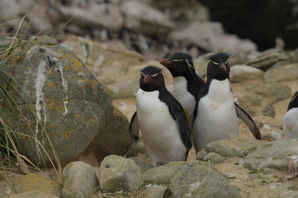 Felsenpinguine / Rockhopper penguins
