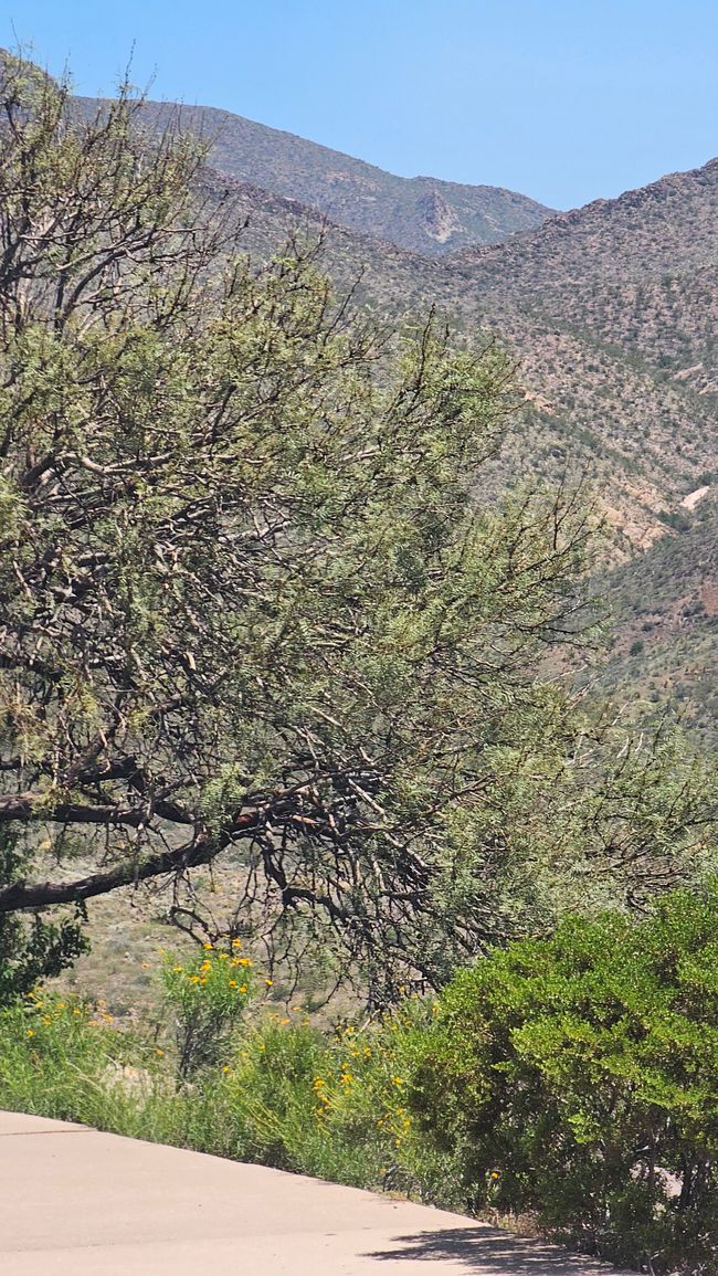 Mirador Sotol Vista