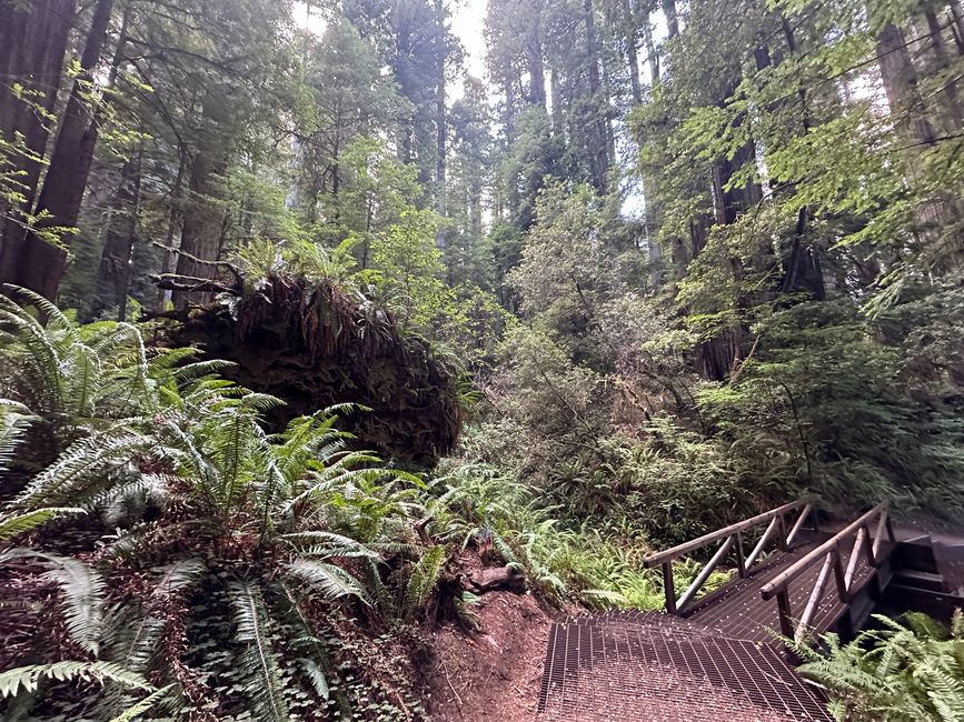 North Californian redwoods