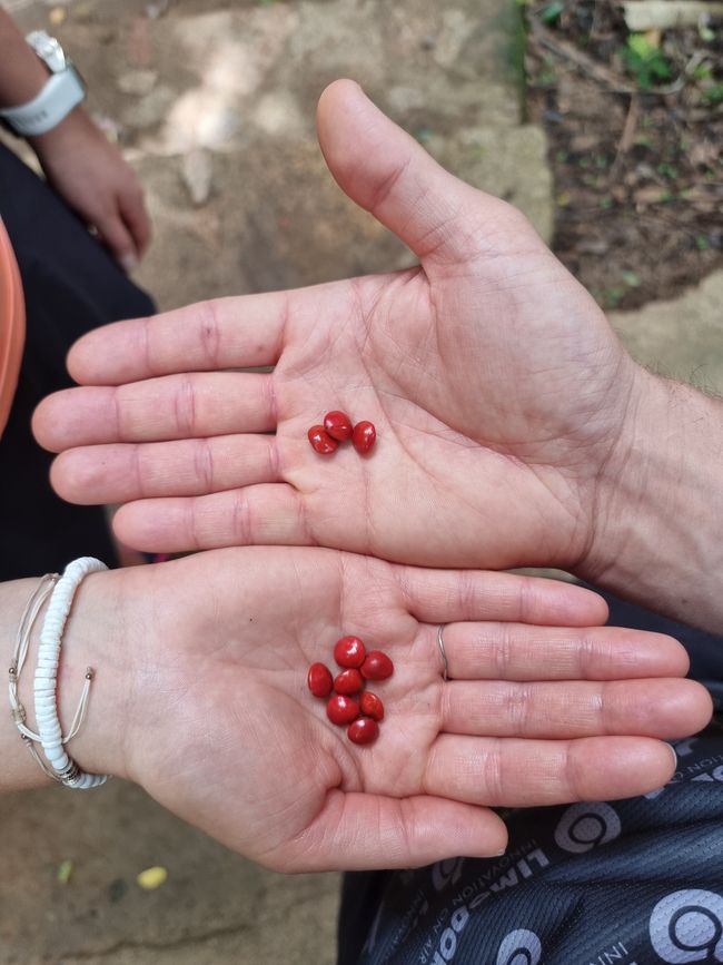 Seychellen - Tag 8: Praslin Nationalpark Vallée de Mai