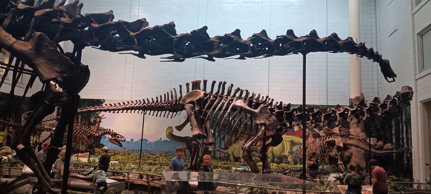 Museum of Natural History I