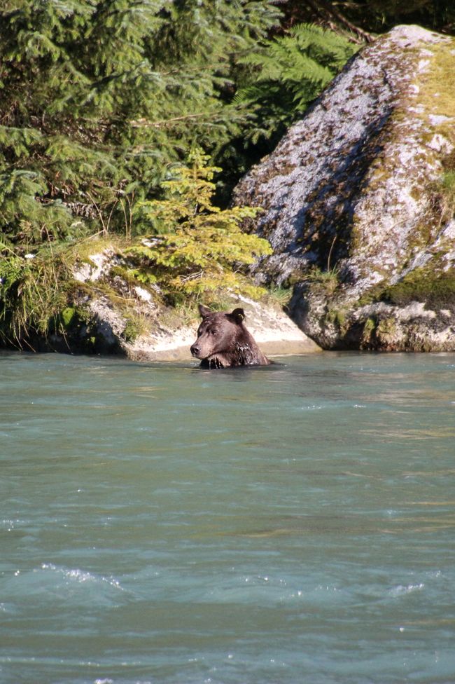 Tag 26: Chilkoot River - großes Bärenkino & Fotoshooting mit "Lulu"