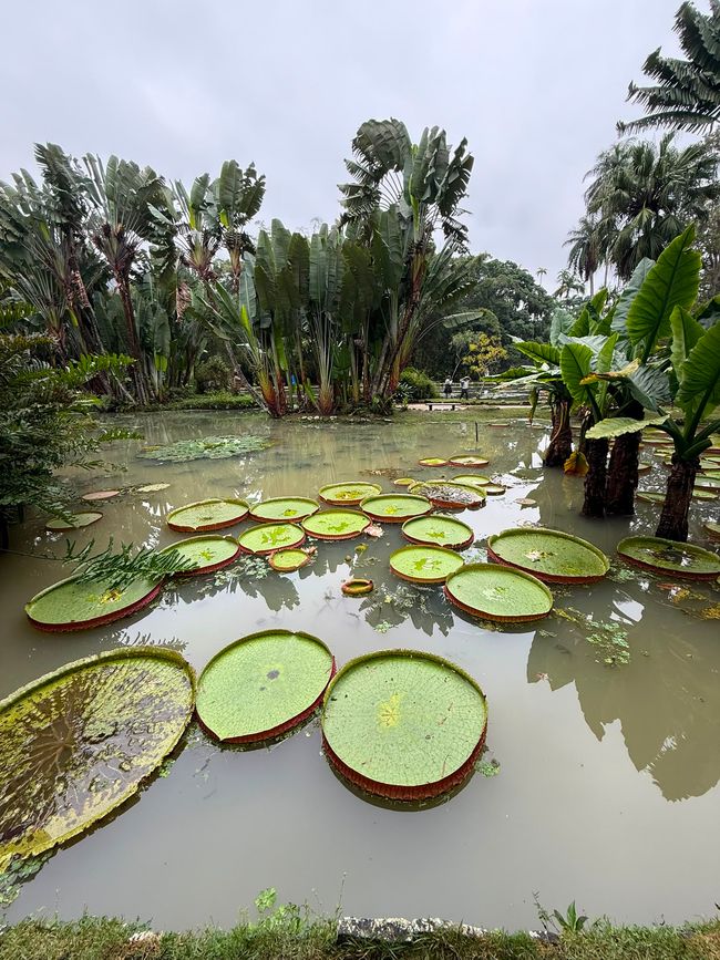 A lush tropical pond filled with giant lily pads is surrounded by dense palm-like plants and greenery. The scene feels calm and exotic under an overcast sky, with a few visitors in the distance.