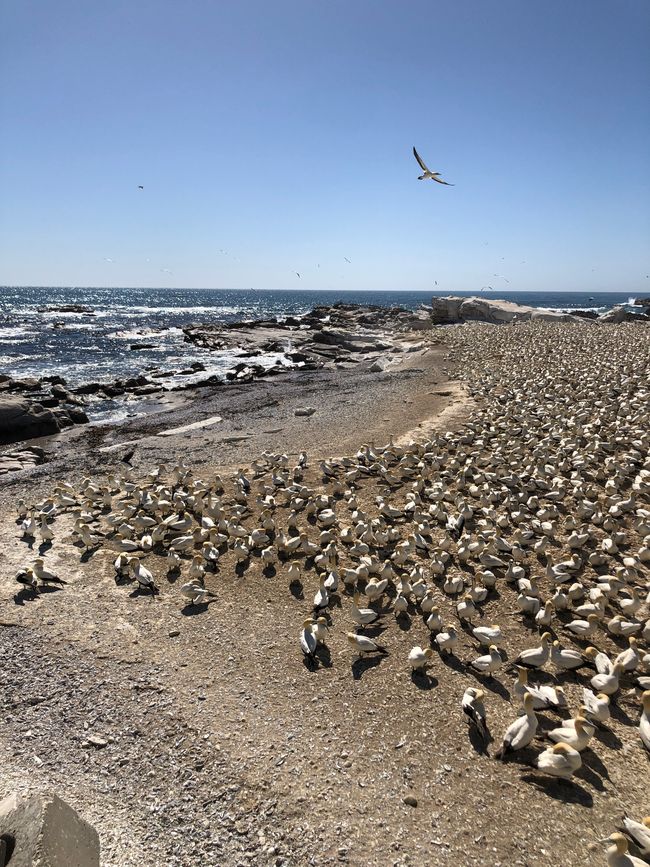Bird Island - Kaptölpel-Kolonie
