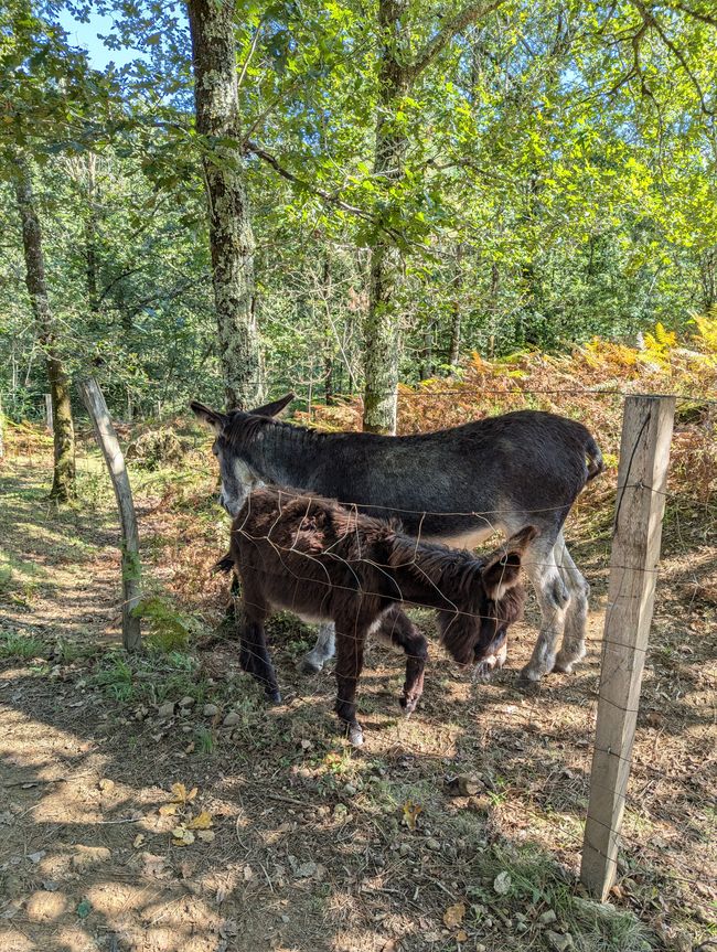 The Way to Gernika (Camino del Norte 5)