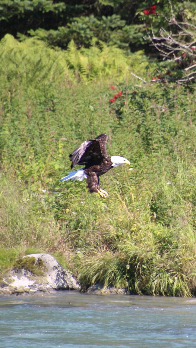 Day 25: Chilkoot Lake & more 'Bear' than we would like