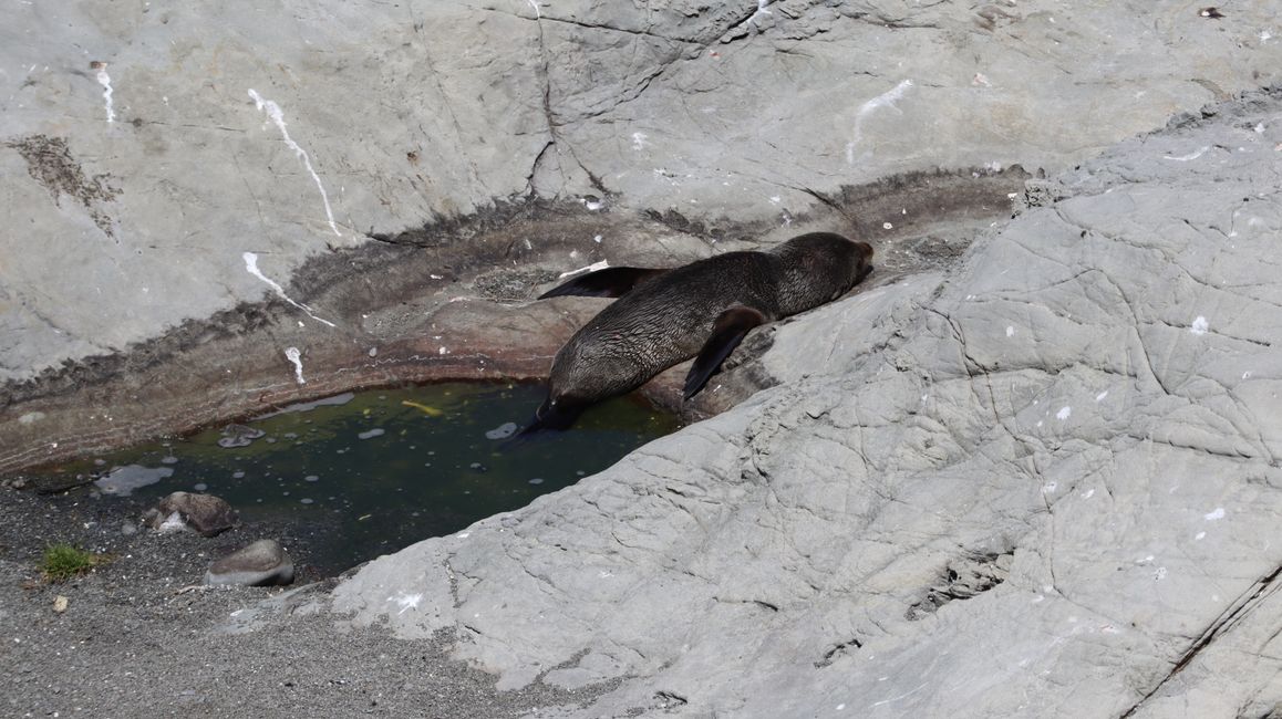 Noch ein paar Seebären entdeckt
