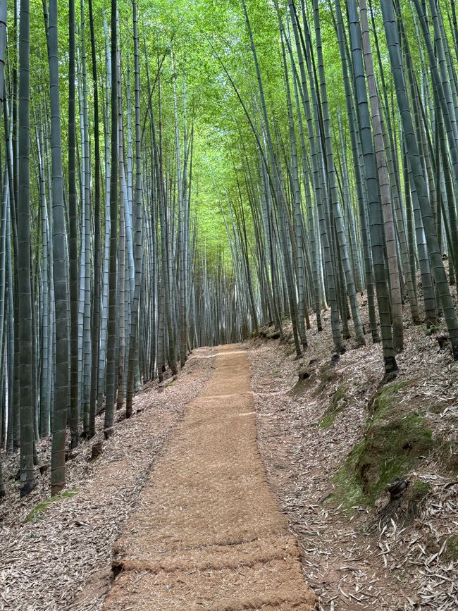 Foresta di bambù e una storia commovente