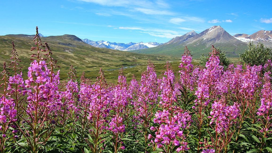 Day 27: Bear Show & Fantastic Mountain Worlds - back to Yukon/Canada