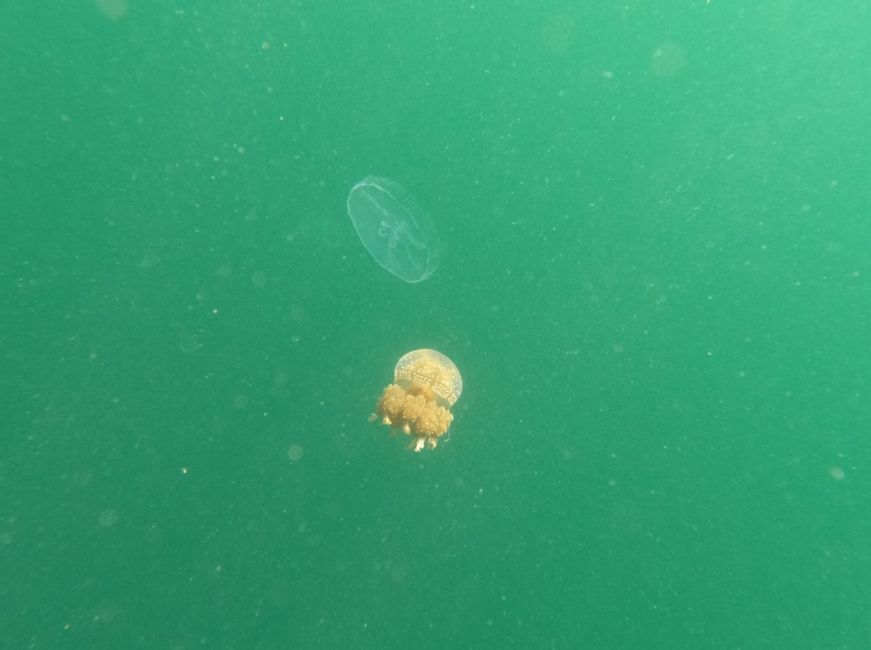 Pulau Papan and the Jellyfish Lake