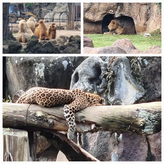 Tag drei: Zoo Aurora und Stadtteil Cayala