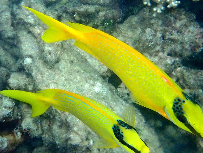 Great Barrier Reef