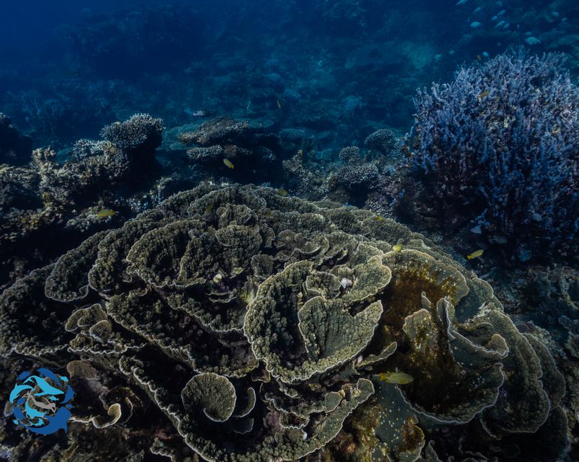 Snorkeling