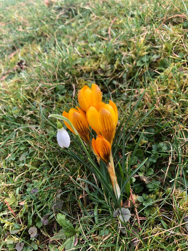 also with yellow crocuses -