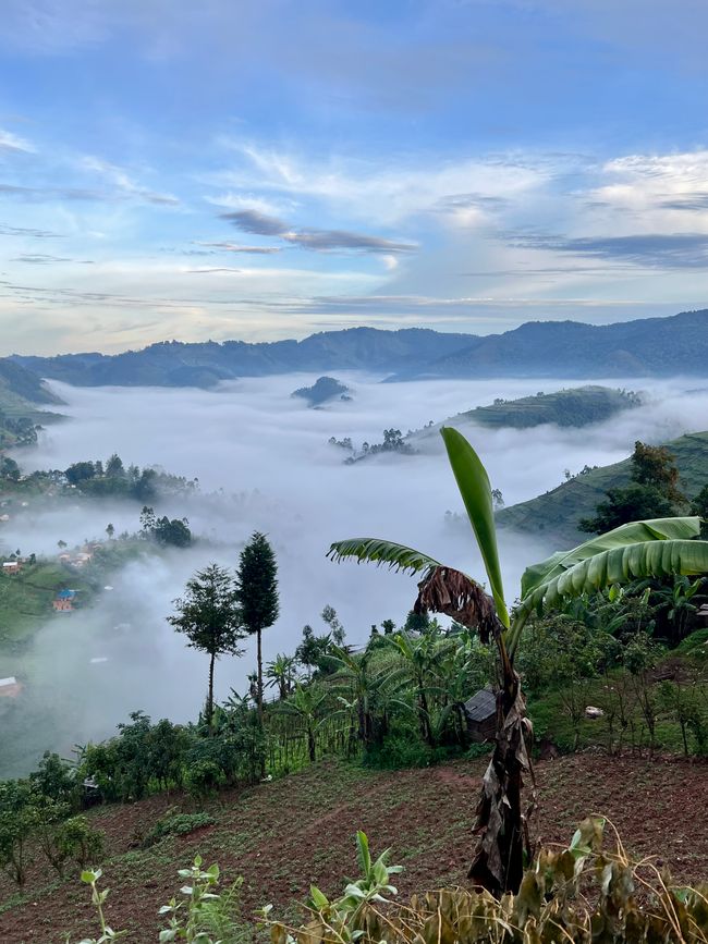 Reise zu den Turaco Tree Tops