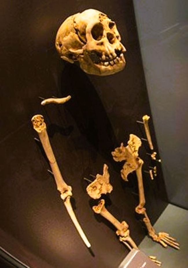 Skjreylett des Homo Floresiensis