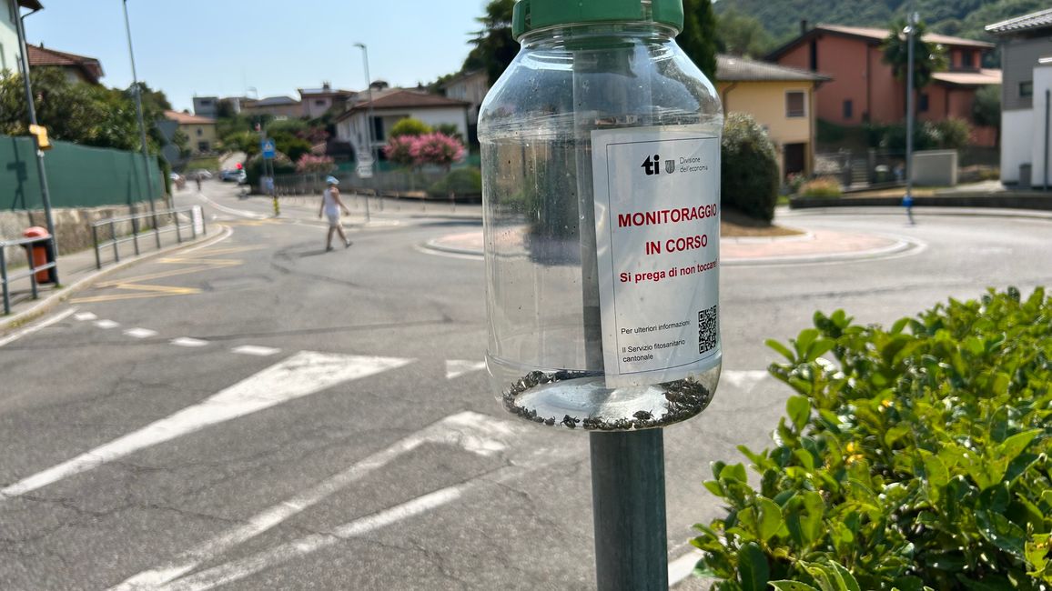Käfermonitoring - mein Highlight in Pedrinate Paese