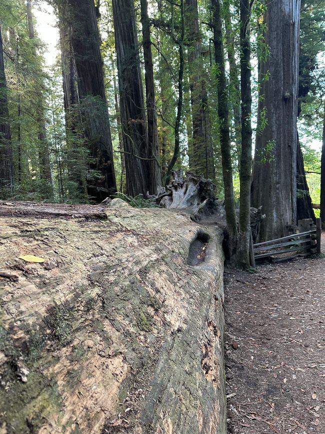 North Californian redwoods