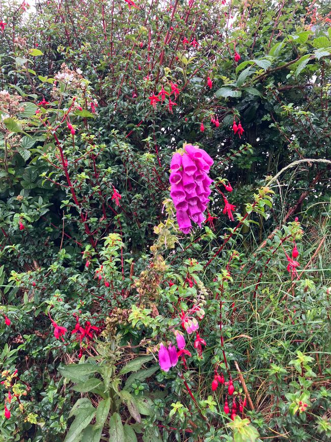 Fleurs en bord de route