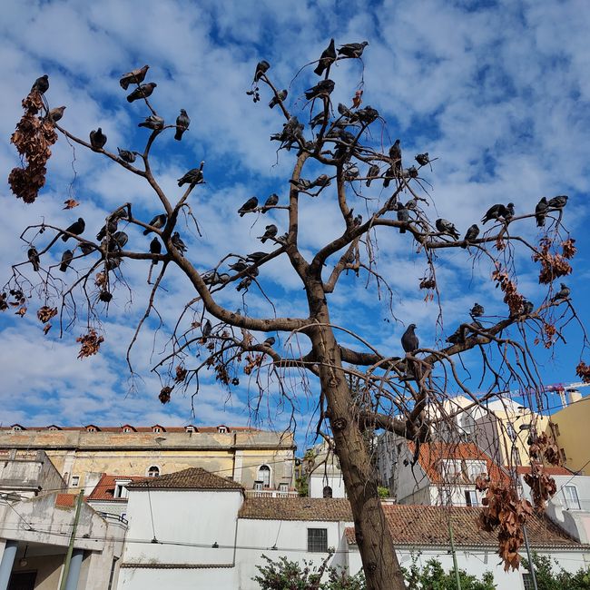 Lisboa