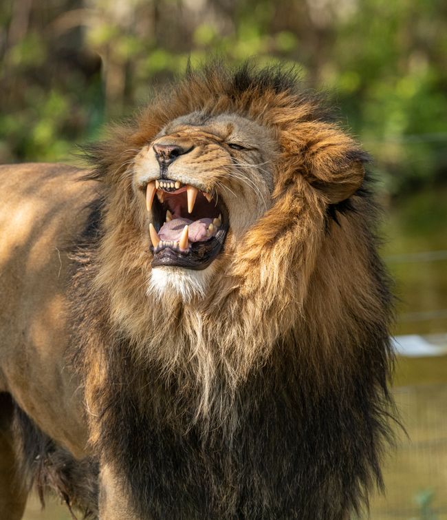 Safari in Kenya: 10 Best Places to Visit in 2025