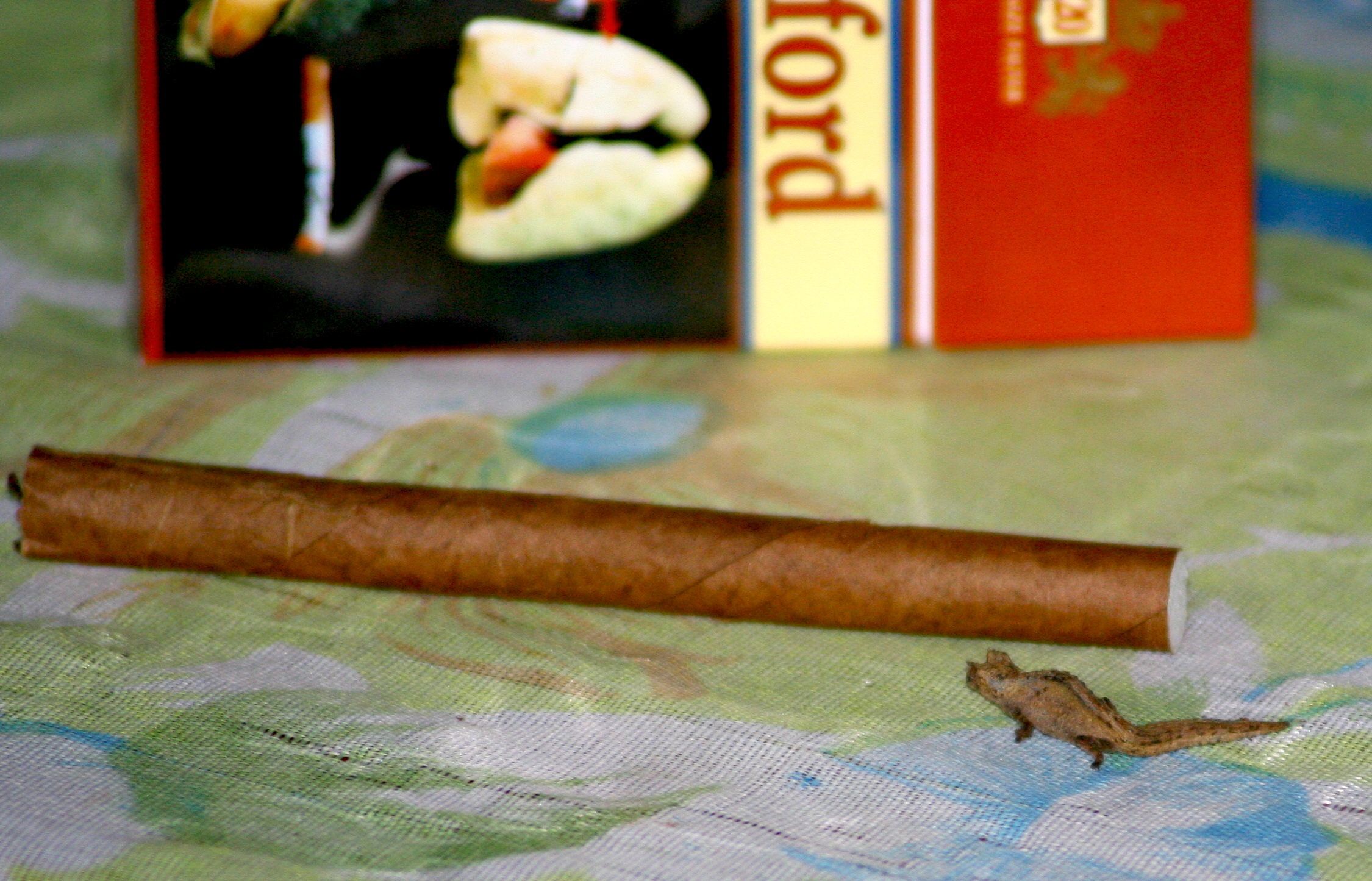 Brookesia micra est encore plus petit que nana