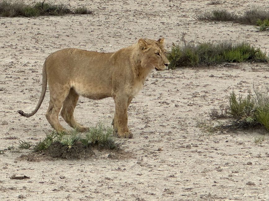 Etosha Park #2 und Onguma Bush Camp 