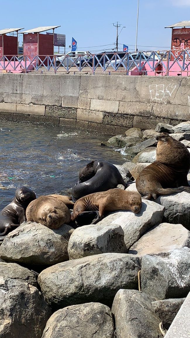 Sea lions in Antofagasta