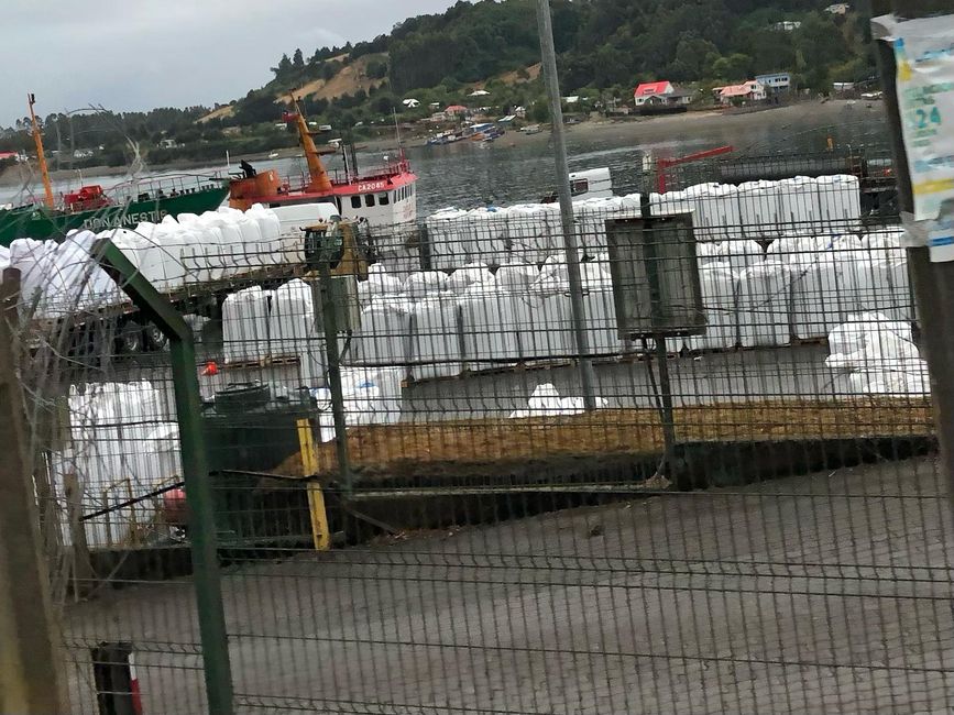 Food for the salmon farms