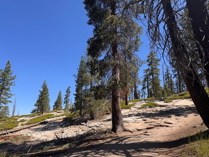 Glacier Point y secuoyas gigantes – los árboles más grandes del mundo
