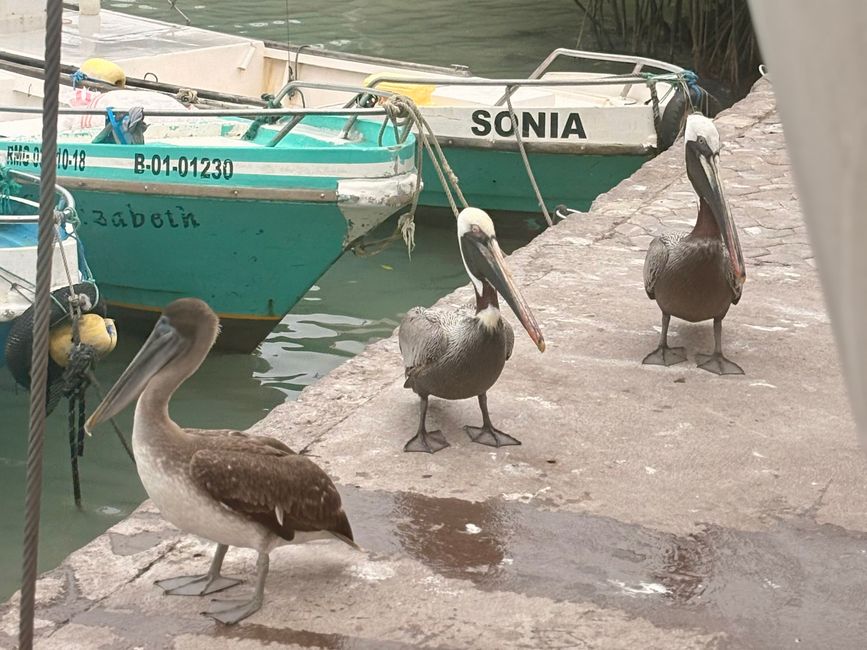 Santa Cruz (Galápagos)