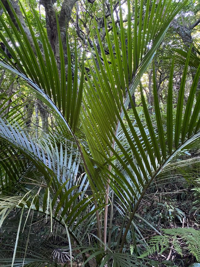 Ratapihipihi Scenic Reserve