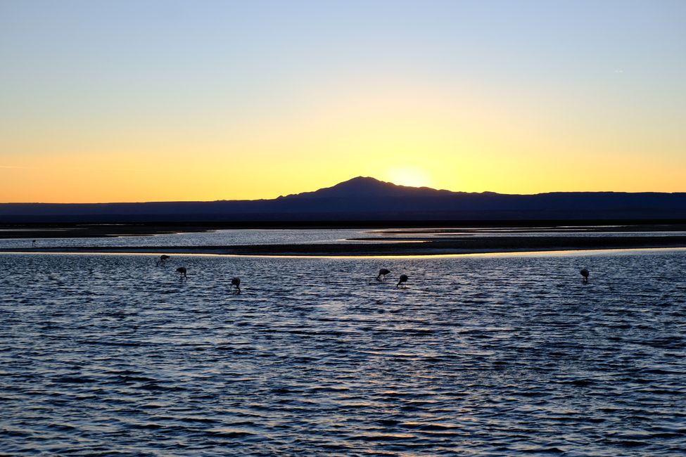Désert d'Atacama 🦙🦩🌵