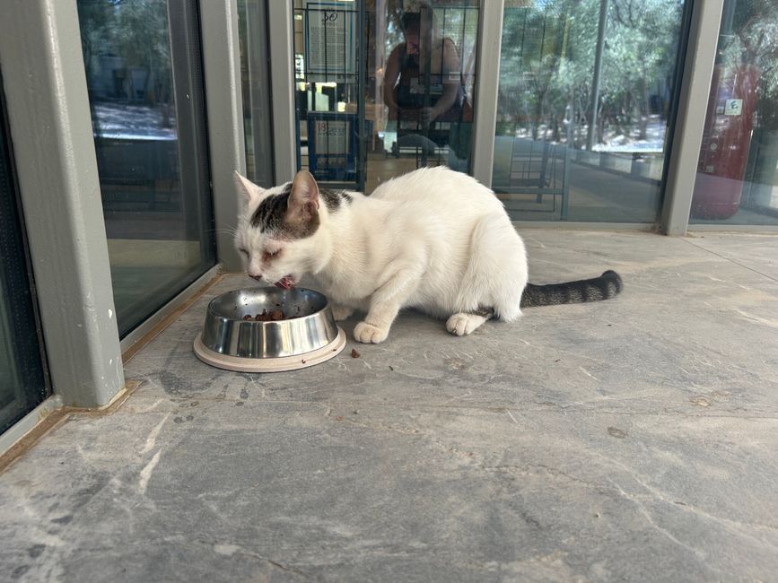Katzen der Akropolis