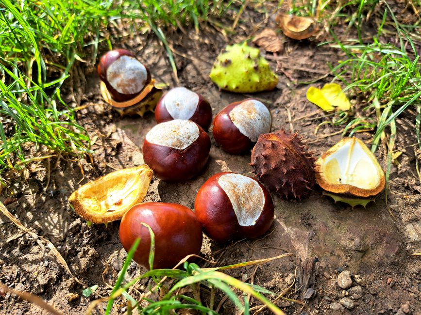 Hexenwerk am Bollenberg